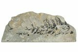 Jurassic Fossil Fern (Cladophlebis) Plate - England #242149-1